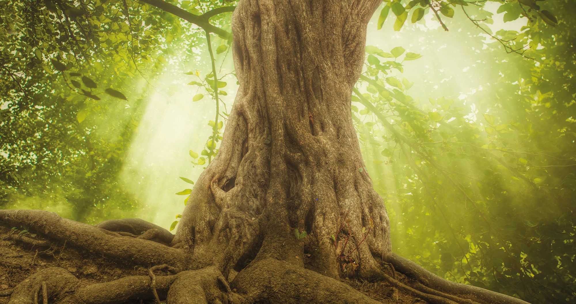 Baum Visionssuche Bayern